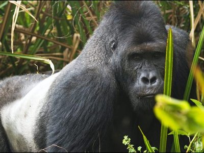 Kahuzi-Biéga National Park
