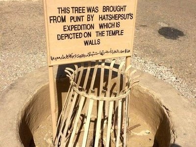 Hatshepsut's Myrrh Tree