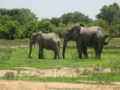 Mole National Park