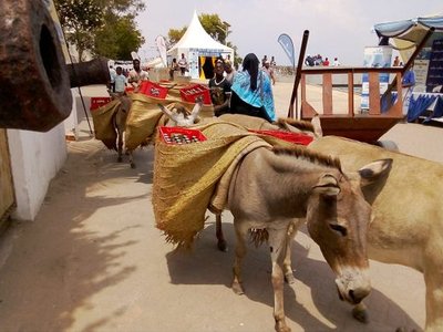 Donkeys of Lamu Island