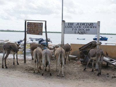 Donkeys of Lamu Island
