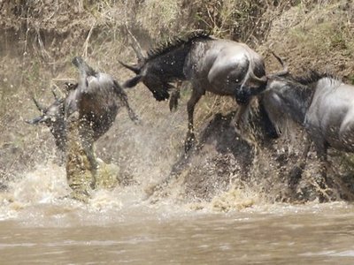 Mara River Crossing