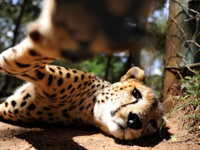 Nairobi Animal Orphanage