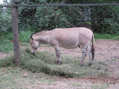 Nairobi Animal Orphanage