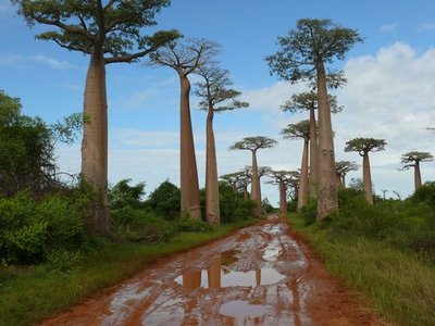 Avenue of the Baobabs