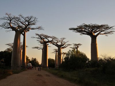 Avenue of the Baobabs