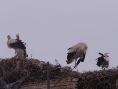 Bab Agnaou