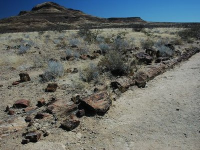 Petrified Forest of Khorixas