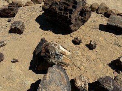 Petrified Forest of Khorixas