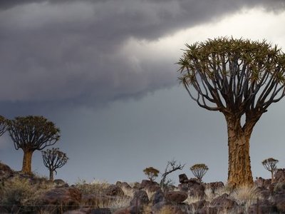 Quiver Tree Forest