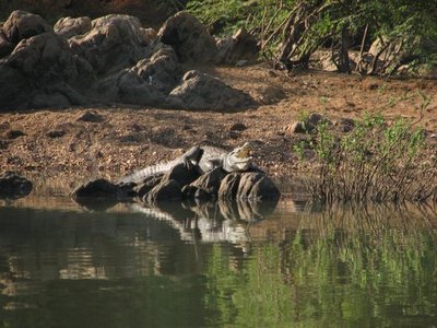 Niokolo Koba Park