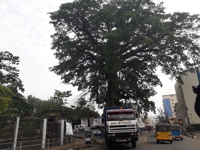 Cotton Tree
