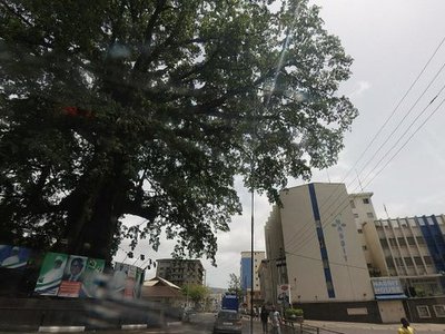 Cotton Tree