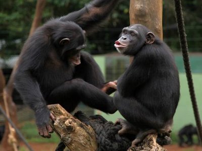 Tacugama Chimpanzee Sanctuary