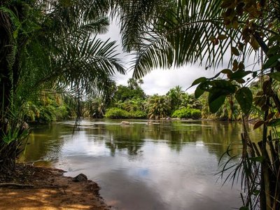 Tiwai Island