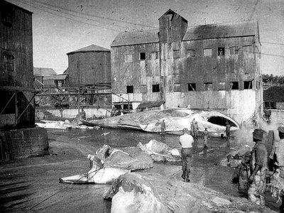 Donkergat Whaling Station