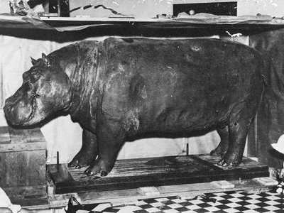 Huberta the Hippo