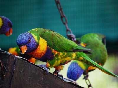 Montecasino Bird Gardens