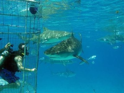 Shark Cage Diving in Gansbaai