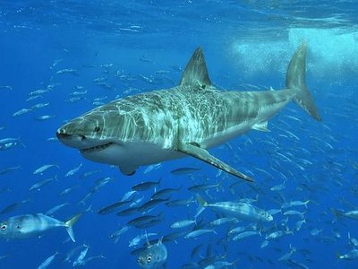 Shark Cage Diving in Gansbaai
