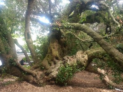 The Post Office Tree