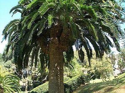 Wood's Cycad