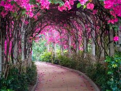 Un Chau Estate Flower Tunnel