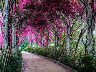 Un Chau Estate Flower Tunnel