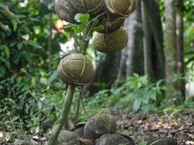 Bayung Gede Placenta Graveyard