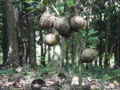 Bayung Gede Placenta Graveyard