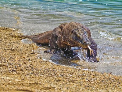 Komodo National Park