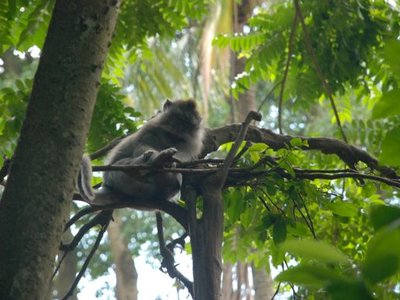 Sacred Monkey Forest (Mandala Wisata Wenara Wana)