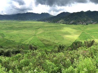 Spider Web Rice Fields