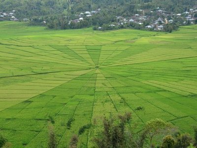 Spider Web Rice Fields