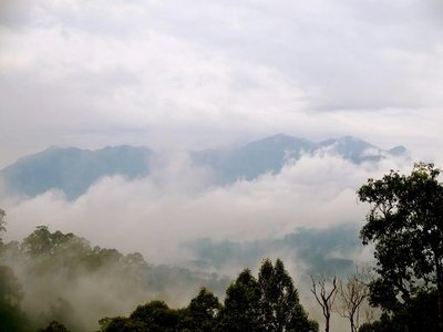 Wehea Forest