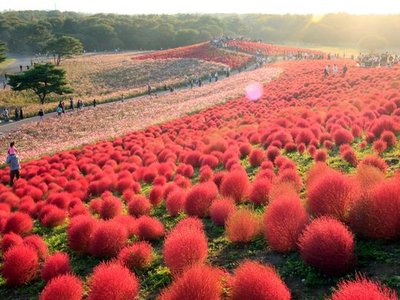 Kochia Hill