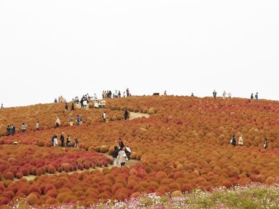 Kochia Hill