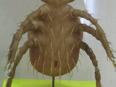 Meguro Parasitological Museum