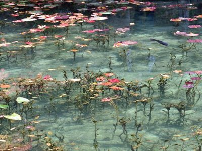 Monet's Pond