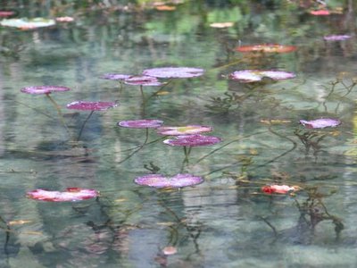 Monet's Pond
