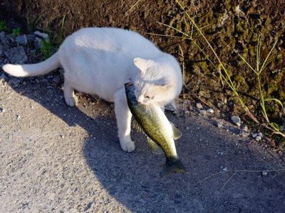 Okishima Island