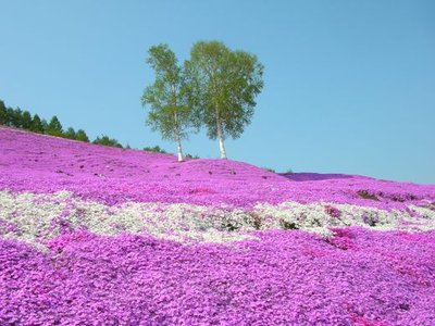 Shibazakura Park