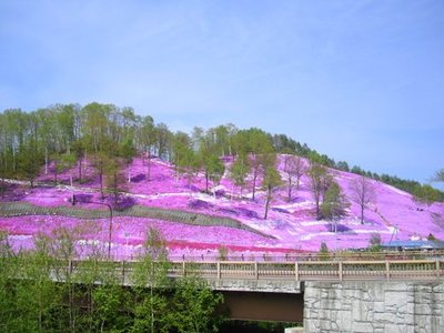 Shibazakura Park