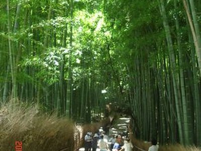 Tenryu-Ji Shrine's Bamboo Trail