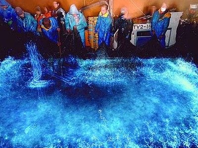 The Firefly Squid of Toyama Bay