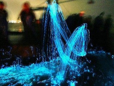 The Firefly Squid of Toyama Bay