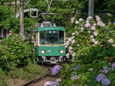 The Hydrangea Train