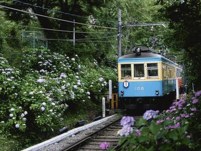 The Hydrangea Train
