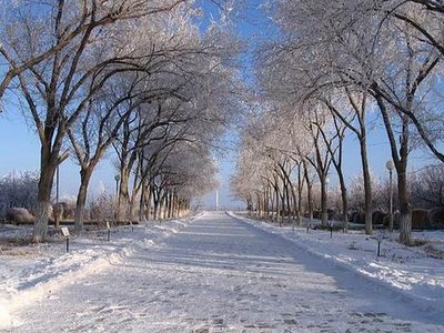 Cosmonaut Grove