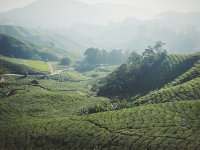 BOH Tea Garden and Factory